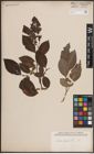 Foto von Salix caprea L.
